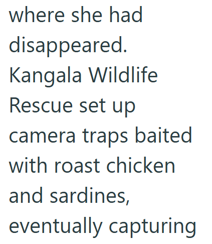 where she had disappeared. Kangala Wildlife Rescue set up camera traps baited with roast chicken and sardines, eventually capturing