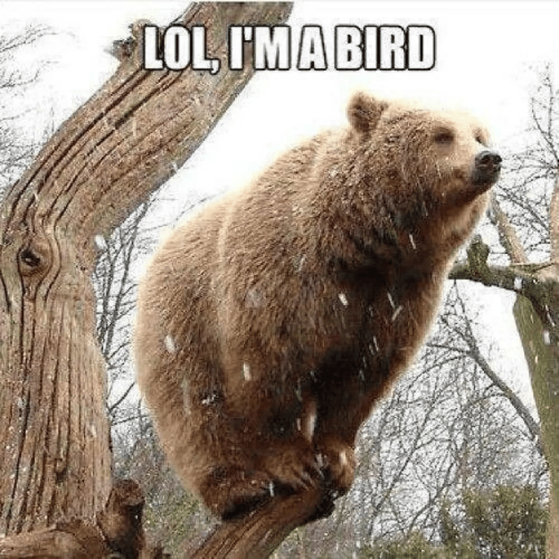 LOL, I'MA BIRD