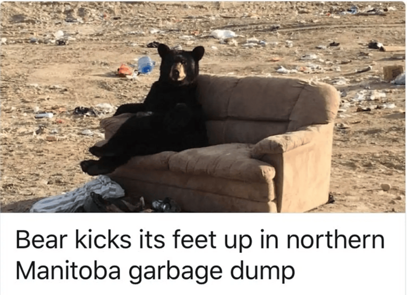 Bear kicks its feet up in northern Manitoba garbage dump