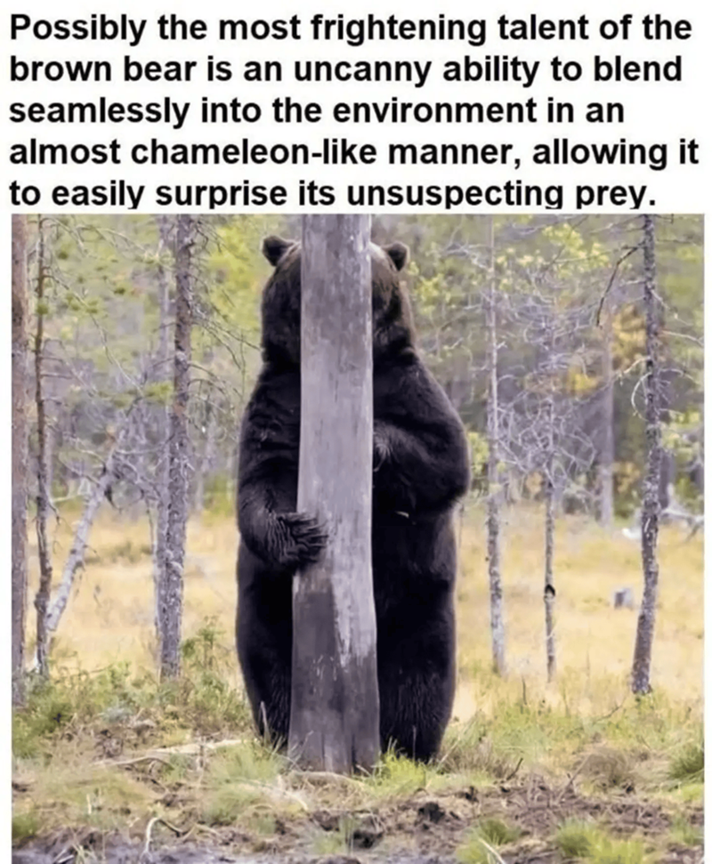 Possibly the most frightening talent of the brown bear is an uncanny ability to blend seamlessly into the environment in an almost chameleon-like manner, allowing it to easily surprise its unsuspecting prey.