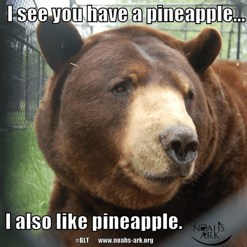 I see you have a pineapple... I also like pineapple. #BLT www.noahs-ark.org NOAH'S ARK