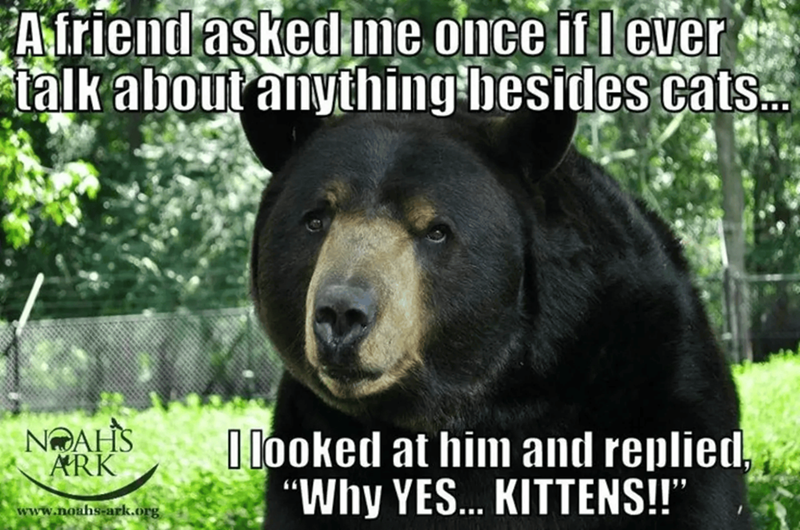 A friend asked me once if I ever talk about anything besides cats... NOAH'S ARK www.noahs-ark.org I looked at him and replied, "Why YES... KITTENS!!"