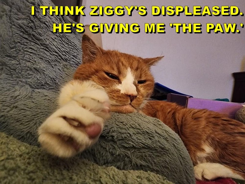 I THINK ZIGGY'S DISPLEASED. HE'S GIVING ME 'THE PAW."