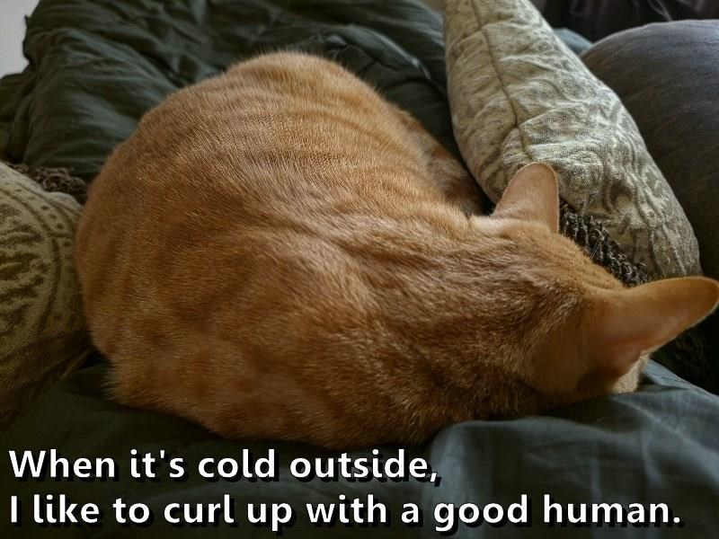 When it's cold outside, I like to curl up with a good human.