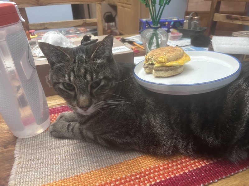 Cheezburger Image 10661913088