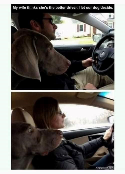 My wife thinks she's the better driver. I let our dog decide. AngryDuck.com