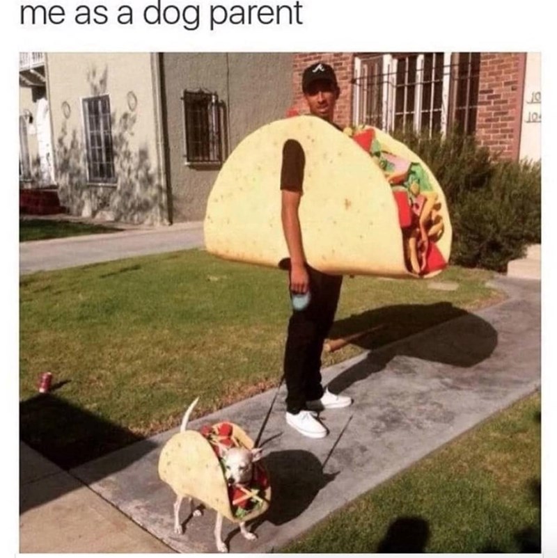 me as a dog parent 19 10