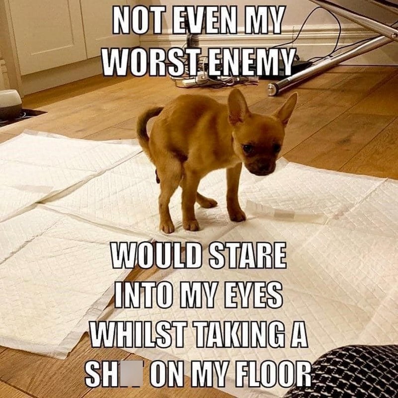 NOT EVEN MY WORST ENEMY WOULD STARE INTO MY EYES WHILST TAKING A SH ON MY FLOOR