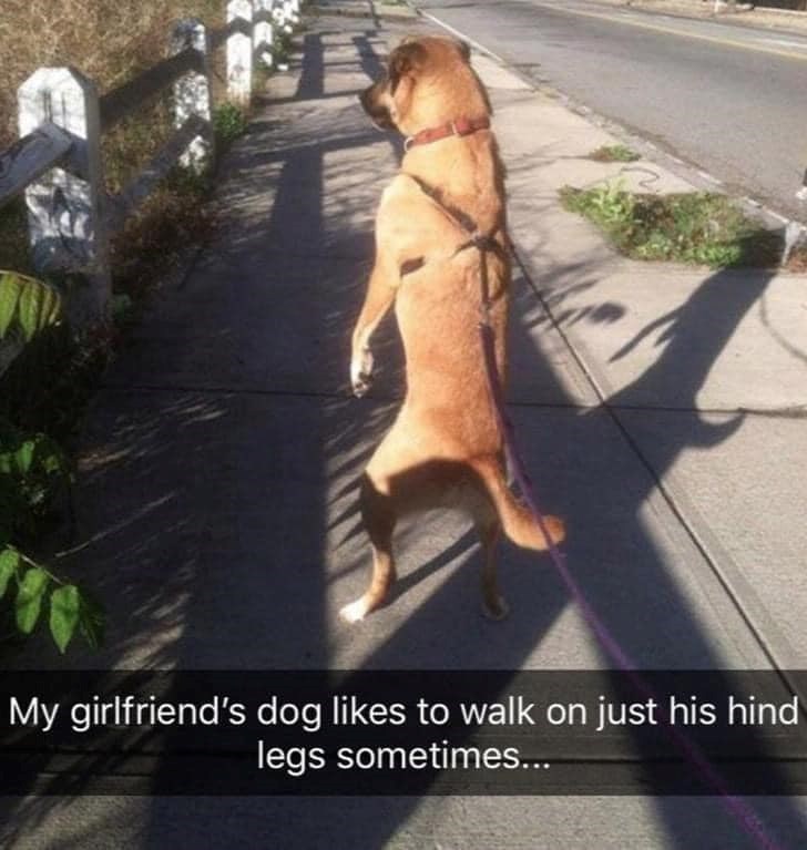 My girlfriend's dog likes to walk on just his hind legs sometimes...