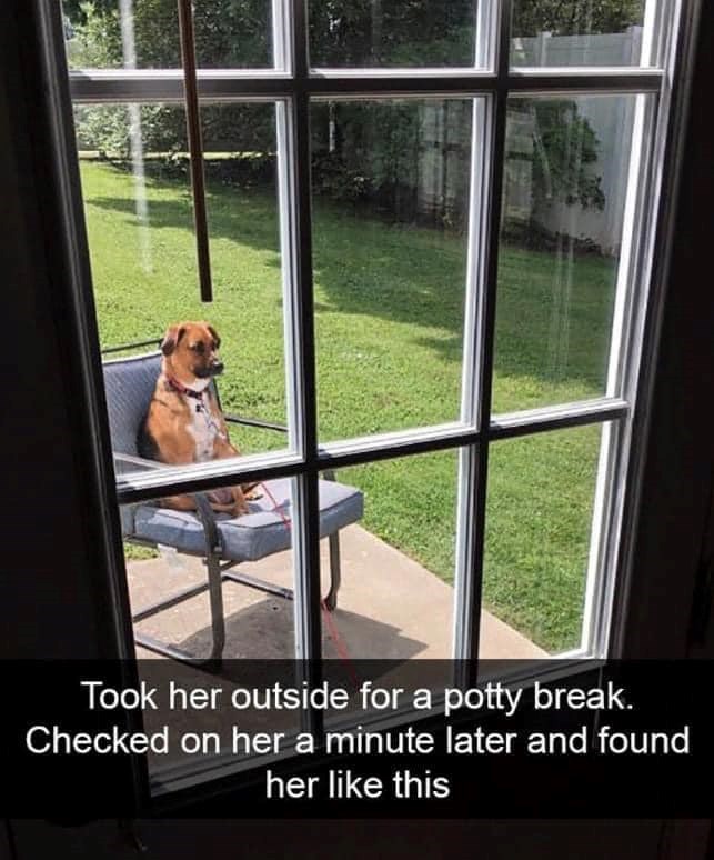 Took her outside for a potty break. Checked on her a minute later and found her like this