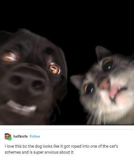 D halfknife Follow I love this be the dog looks like it got roped into one of the cat's schemes and is super anxious about it