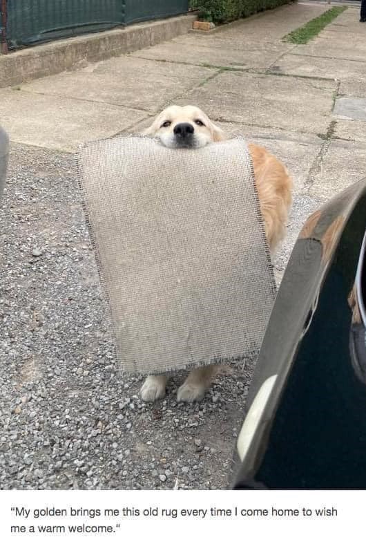 "My golden brings me this old rug every time I come home to wish me a warm welcome."