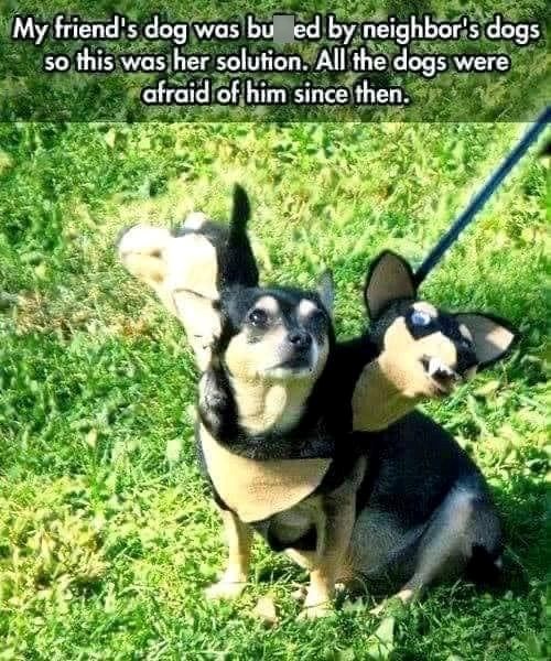 My friend's dog was bu ed by neighbor's dogs so this was her solution. All the dogs were afraid of him since then.