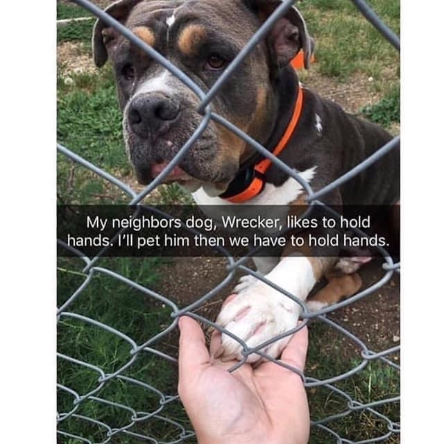 My neighbors dog, Wrecker, likes to hold hands. I'll pet him then we have to hold hands.