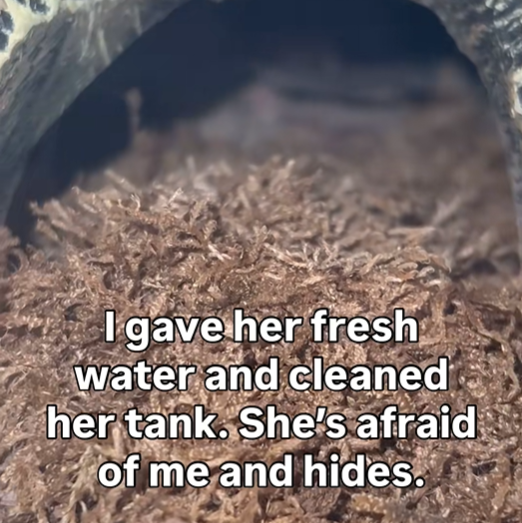 I gave her fresh water and cleaned her tank. She's afraid of me and hides.