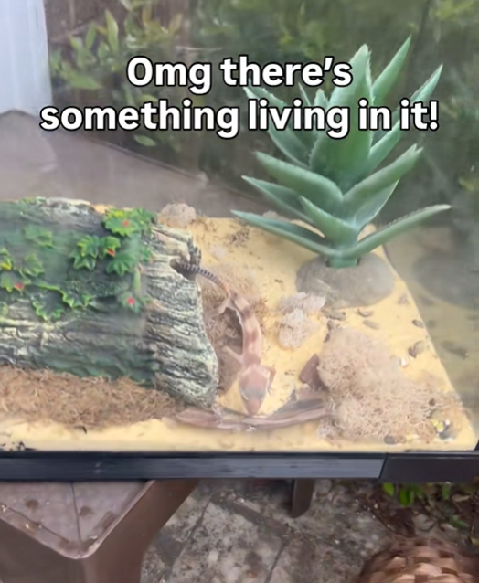 Omg there's something living in it!