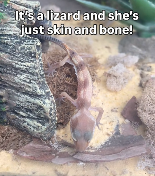 It's a lizard and she's just skin and bone!