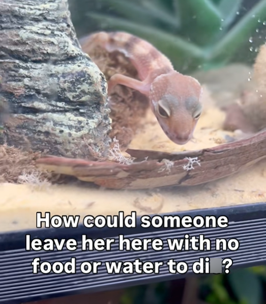 How could someone leave her here with no food or water to di?
