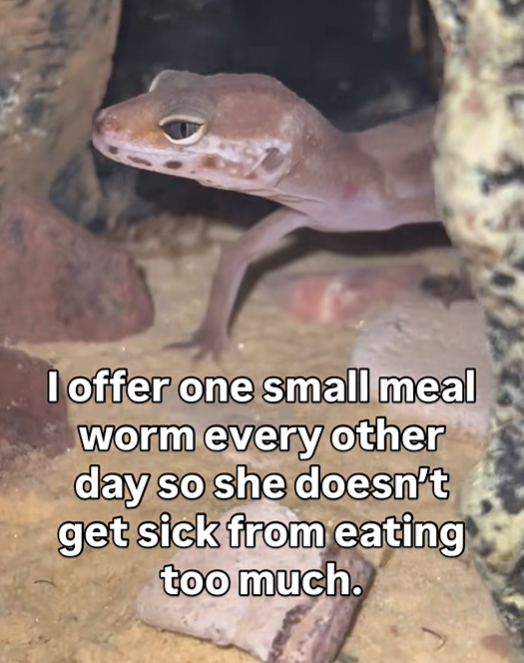 I offer one small meal worm every other day so she doesn't get sick from eating too much.