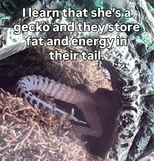 I learn that she's a gecko and they store fat and energy in their tail.