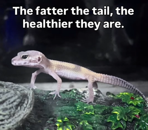 The fatter the tail, the healthier they are.