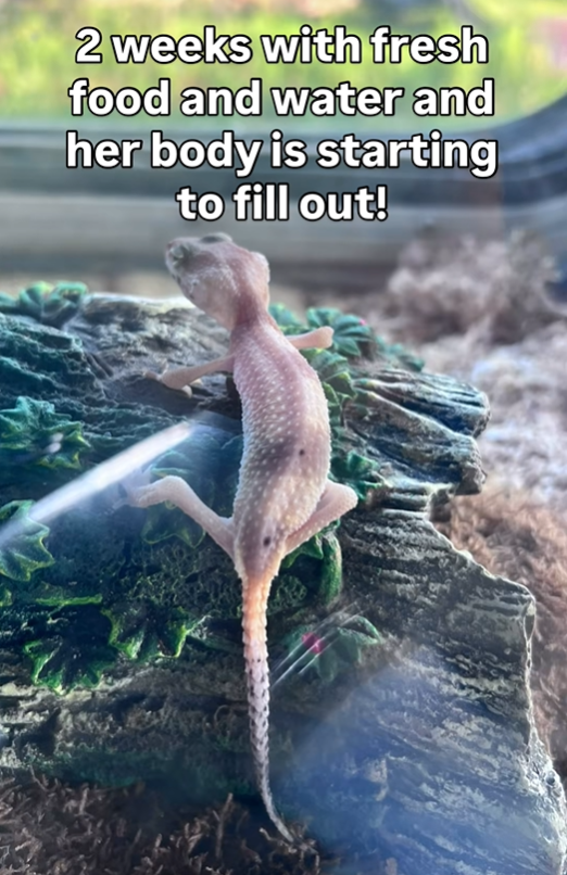 2 weeks with fresh food and water and her body is starting to fill out!