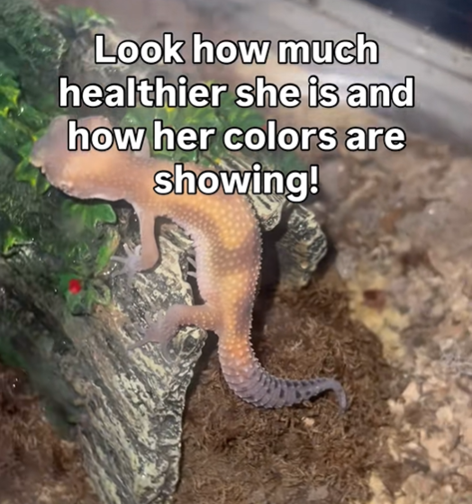 Look how much healthier she is and how her colors are showing!