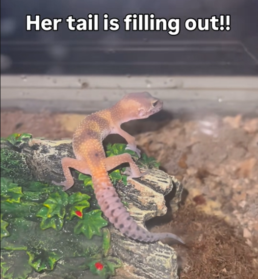 Her tail is filling out!!