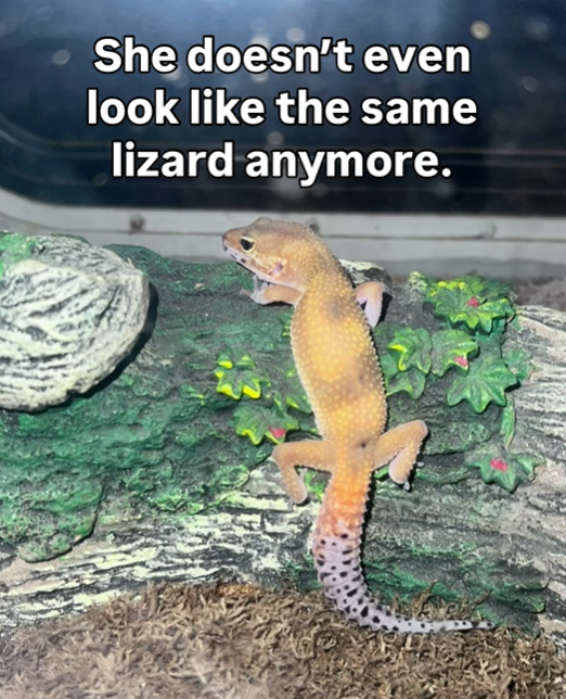 She doesn't even look like the same lizard anymore.