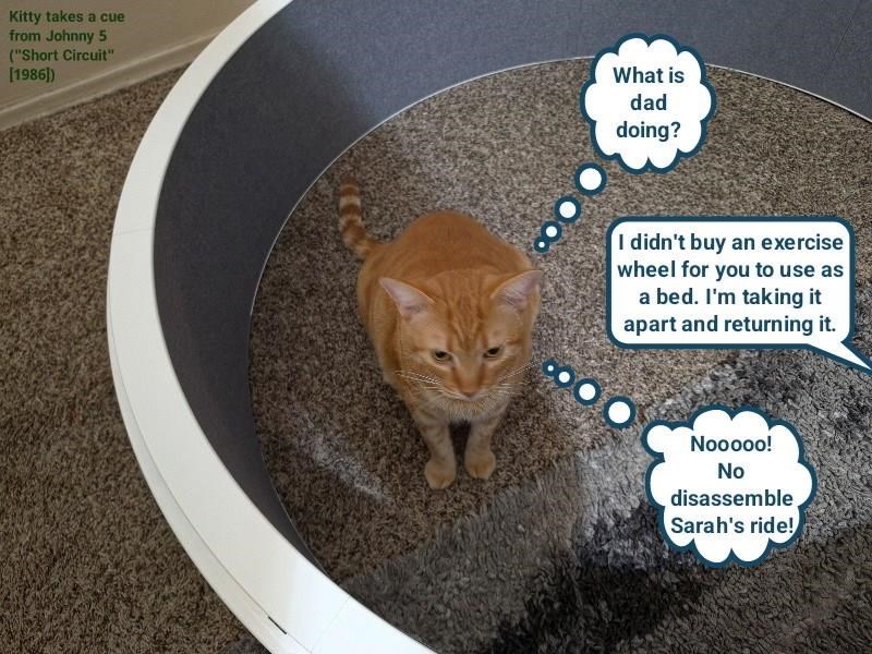 Kitty takes a cue from Johnny 5 ("Short Circuit" [1986]) What is dad doing? I didn't buy an exercise wheel for you to use as a bed. I'm taking it apart and returning it. Nooooo! No disassemble Sarah's ride!