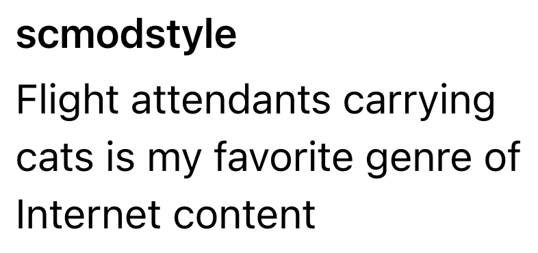 scmodstyle Flight attendants carrying cats is my favorite genre of Internet content