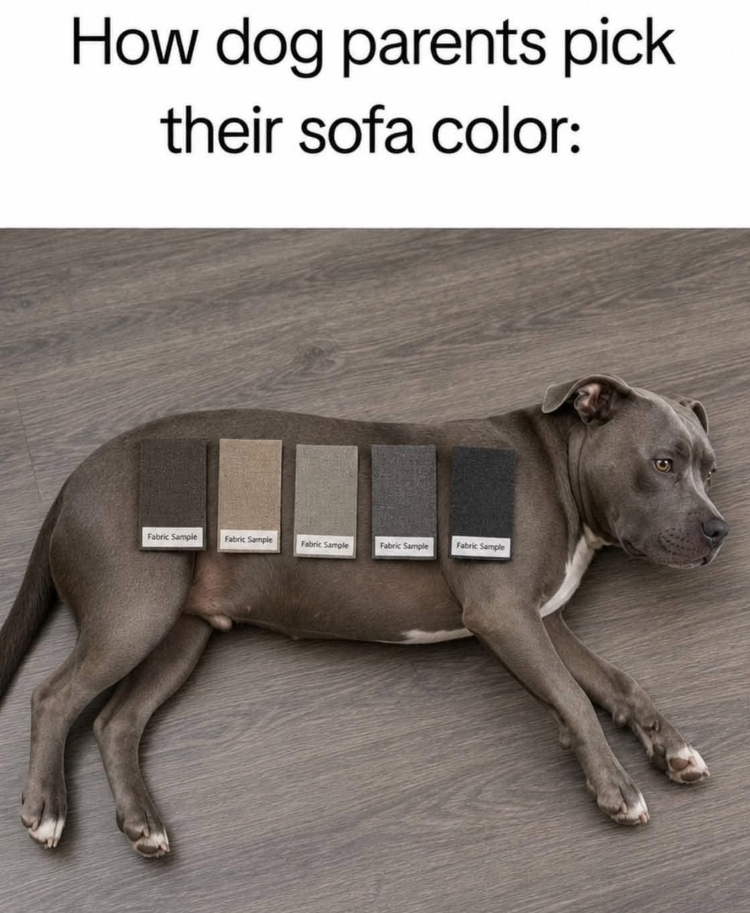How dog parents pick their sofa color: Fabric Sample Fabric Sample Fabric Sample Fabric Sample Fabric Sample