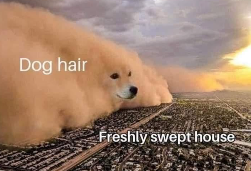 Dog hair Freshly swept house