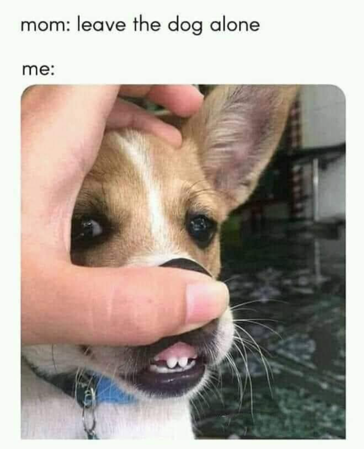mom: leave the dog alone me: