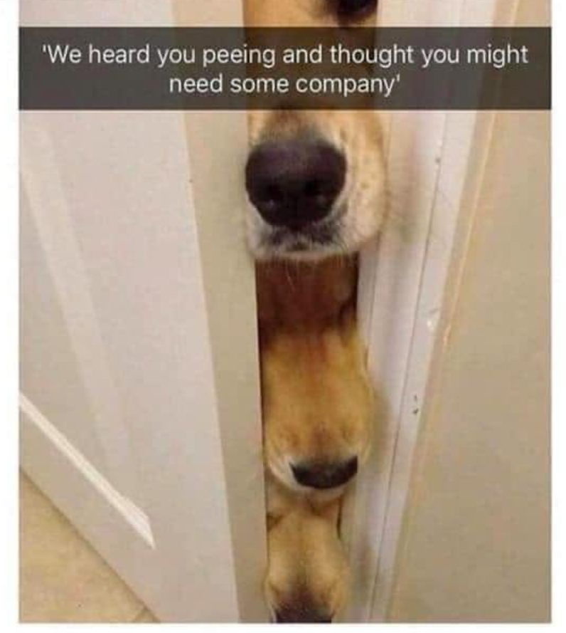 'We heard you peeing and thought you might need some company'