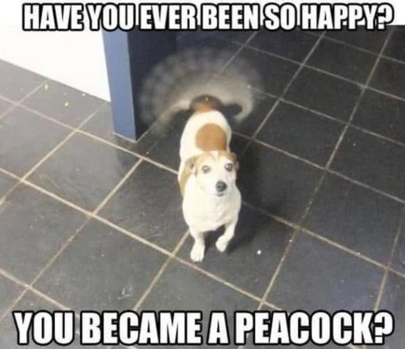 HAVE YOU EVER BEEN SO HAPPY? YOU BECAME A PEACOCK?