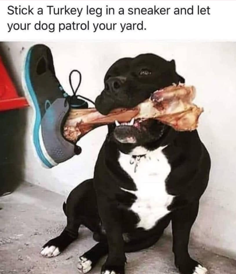 Stick a Turkey leg in a sneaker and let your dog patrol your yard.