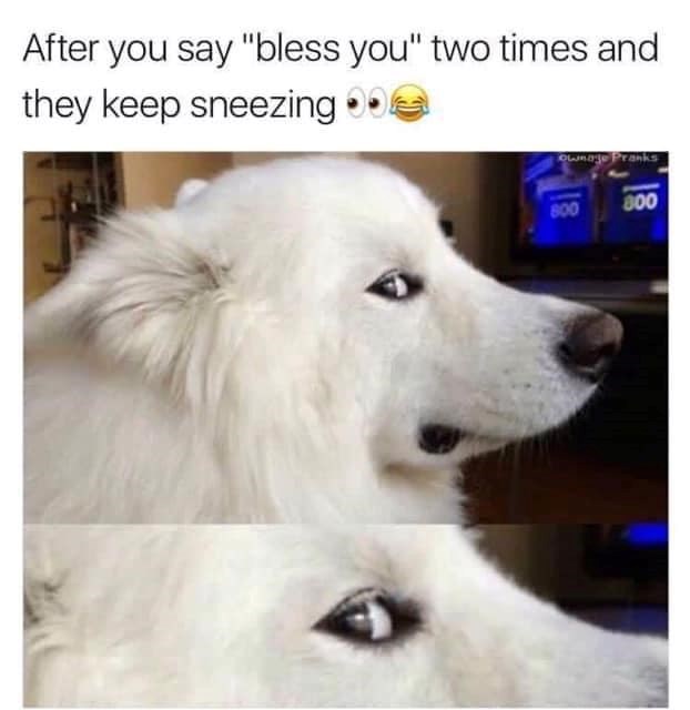 After you say "bless you" two times and they keep sneezing 0 Ownage Pranks 800 800