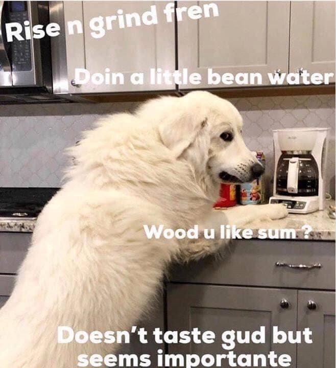 Rise n grind fren Doin a little bean water Wood u like sum Doesn't taste gud but seems importante