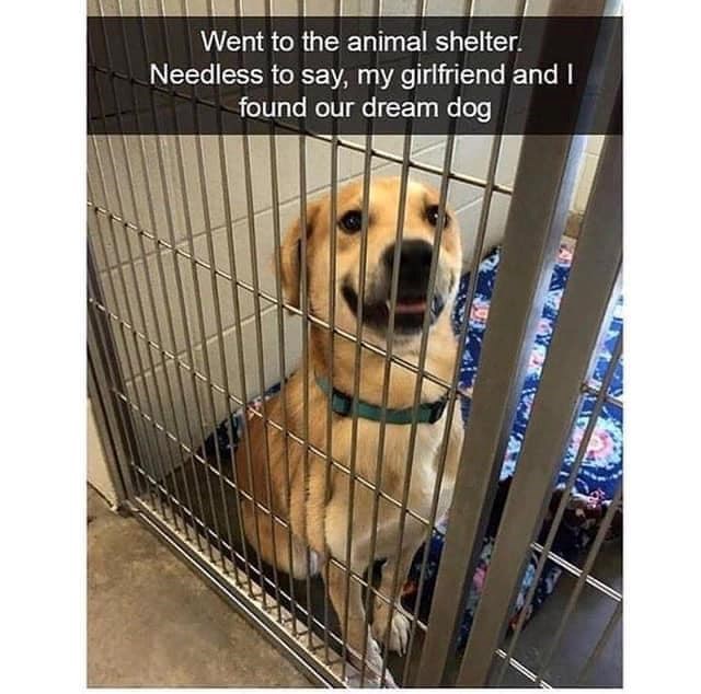 Went to the animal shelter. Needless to say, my girlfriend and I found our dream dog