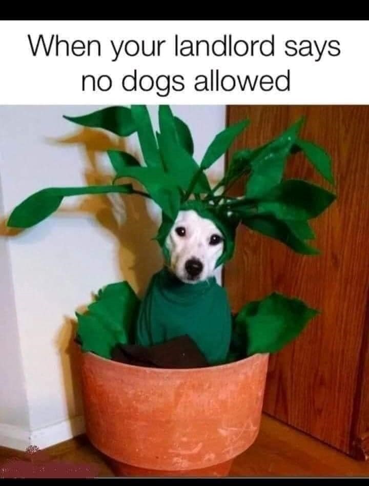 When your landlord says no dogs allowed