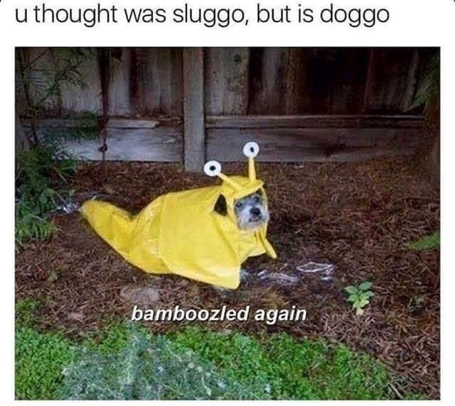 u thought was sluggo, but is doggo bamboozled again