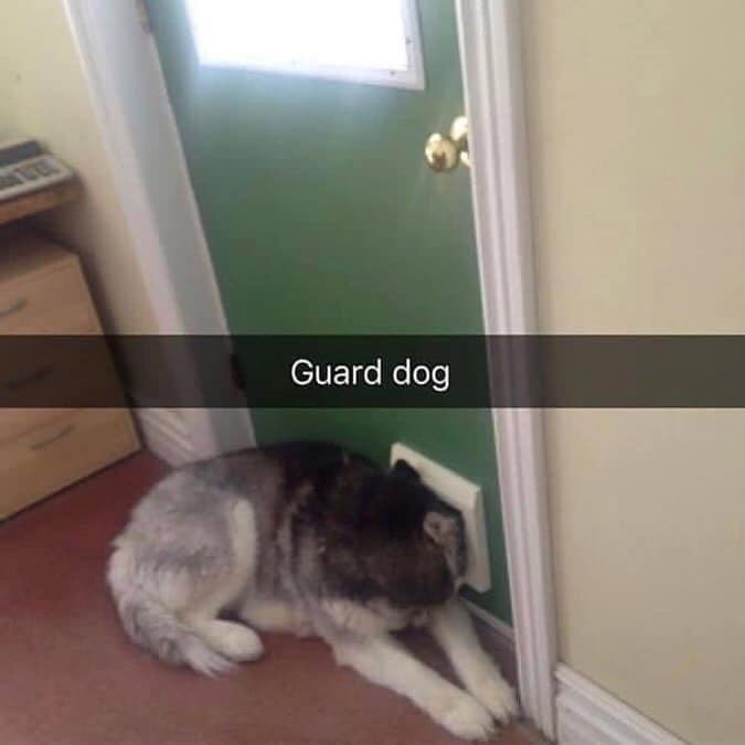 Guard dog