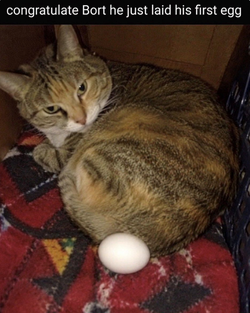 congratulate Bort he just laid his first egg