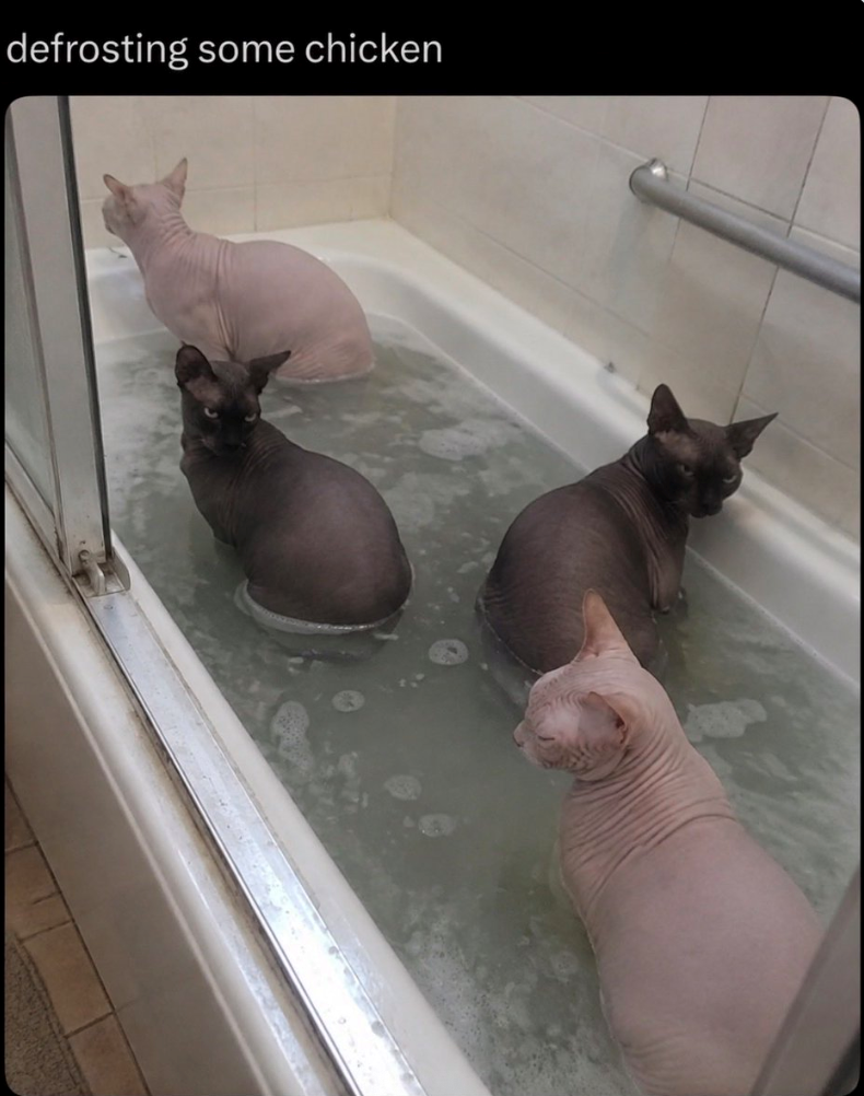 defrosting some chicken
