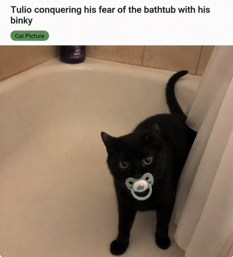 Tulio conquering his fear of the bathtub with his binky Cat Picture 0
