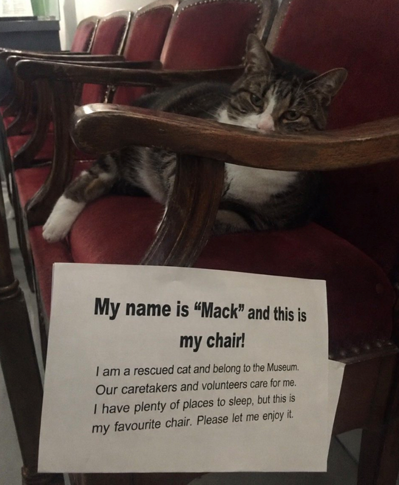 My name is "Mack" and this is my chair! I am a rescued cat and belong to the Museum. Our caretakers and volunteers care for me. I have plenty of places to sleep, but this is my favourite chair. Please let me enjoy it.