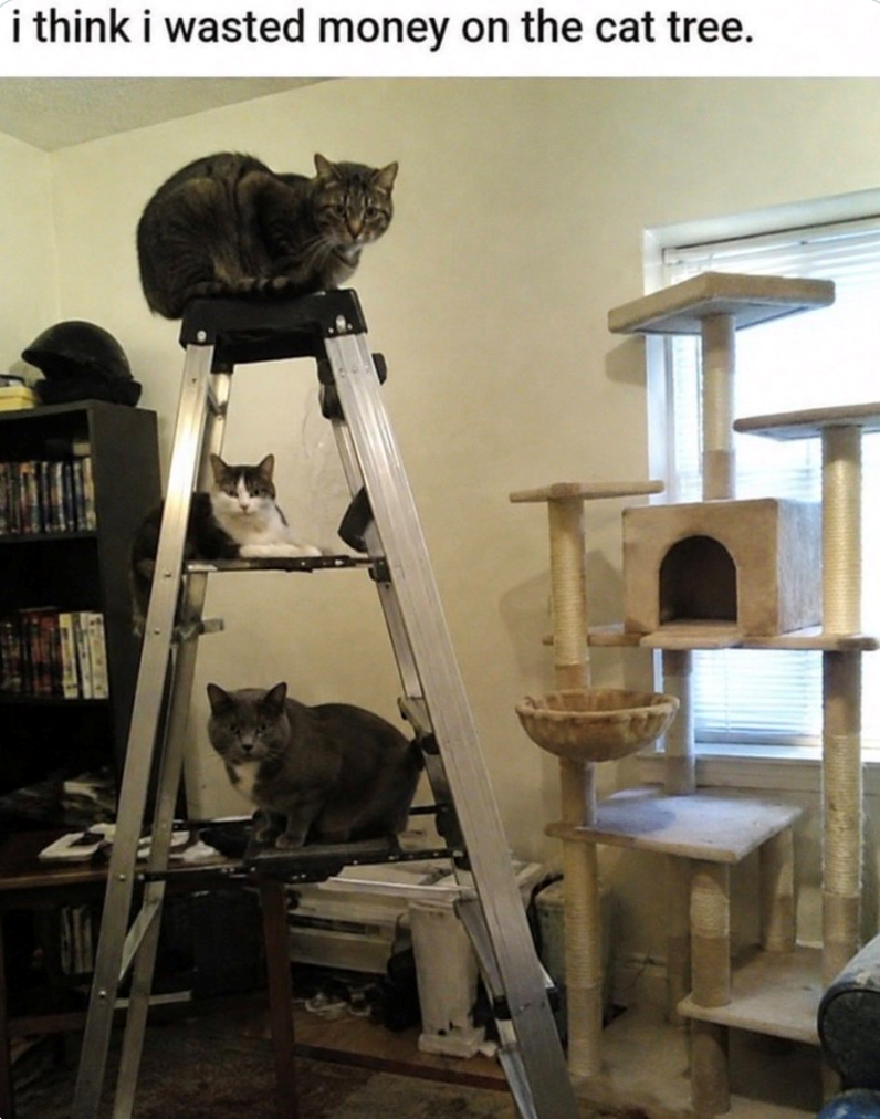 i think i wasted money on the cat tree.