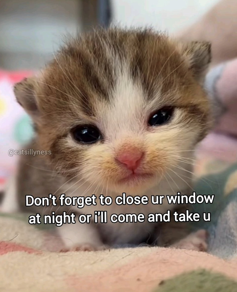 @catsillyness Don't forget to close ur window at night or i'll come and take u