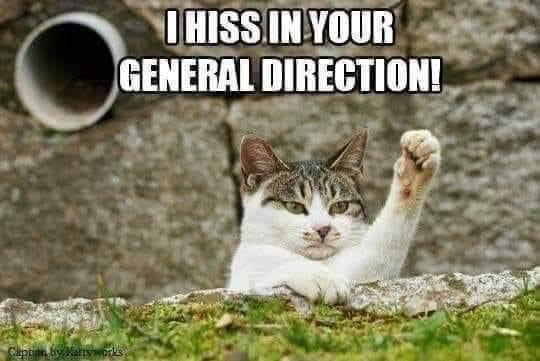 Caption by Kattyworks I HISS IN YOUR GENERAL DIRECTION!